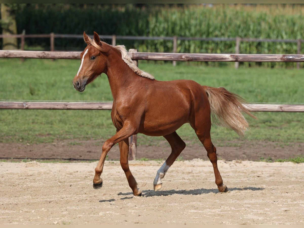 Deutsches Reitpony Stute 2 Jahre Fuchs in Nordhorn