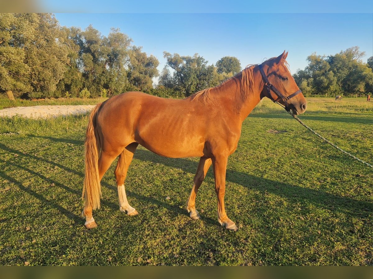 Deutsches Reitpony Stute 2 Jahre Fuchs in Rhinow