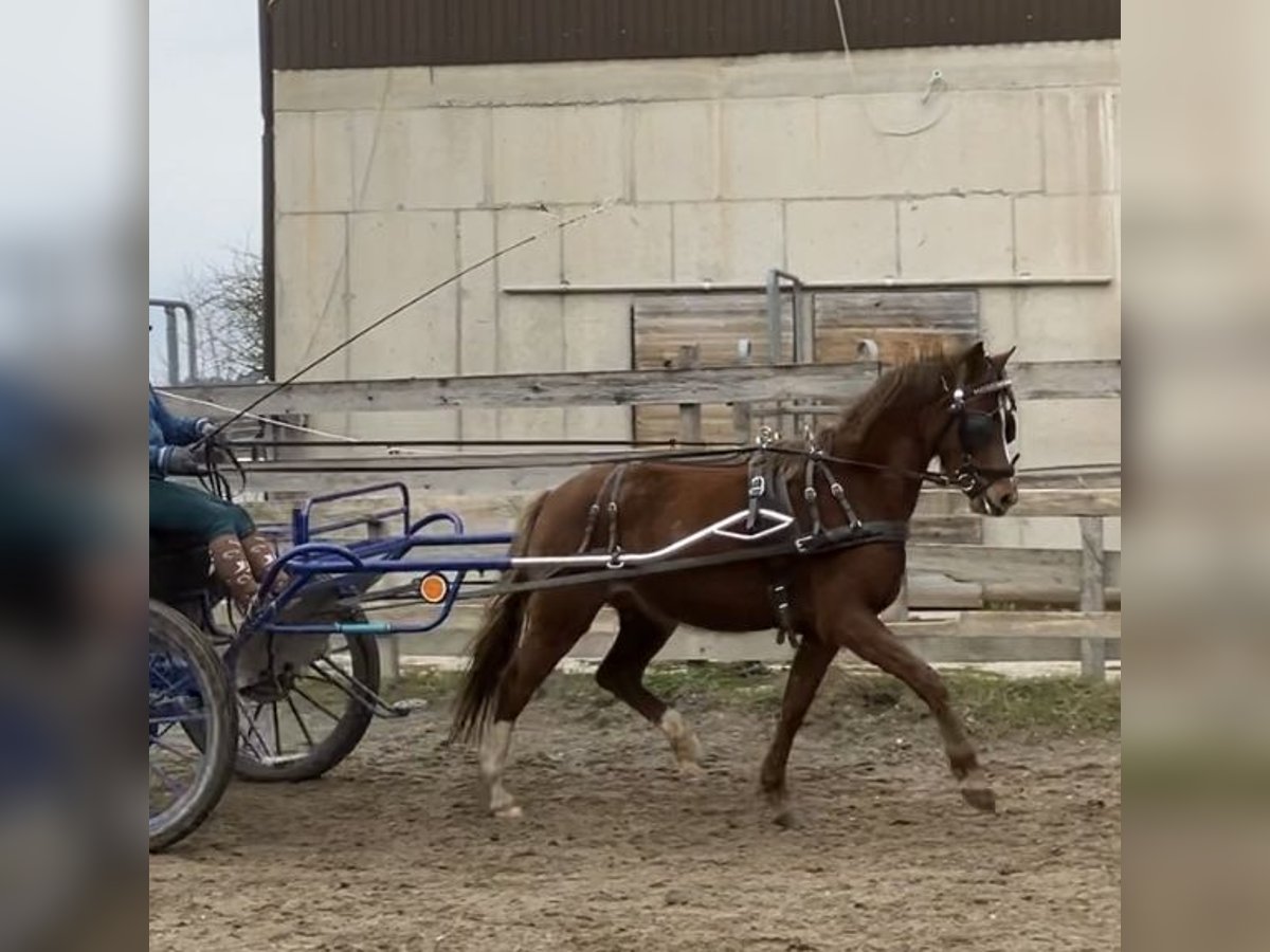 Deutsches Reitpony Stute 3 Jahre 141 cm Fuchs in St.Georgen an der Leys