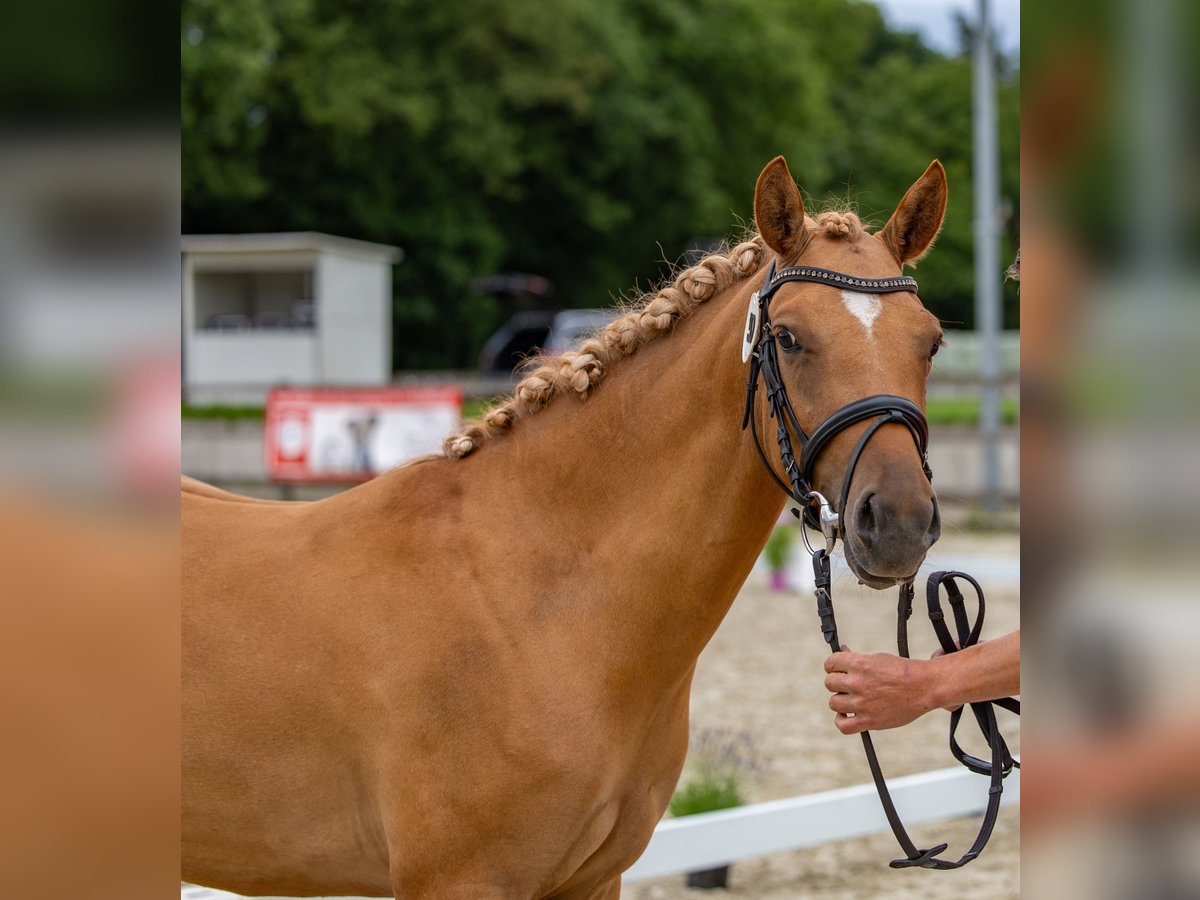 Deutsches Reitpony Stute 3 Jahre 142 cm Falbe in Badbergen