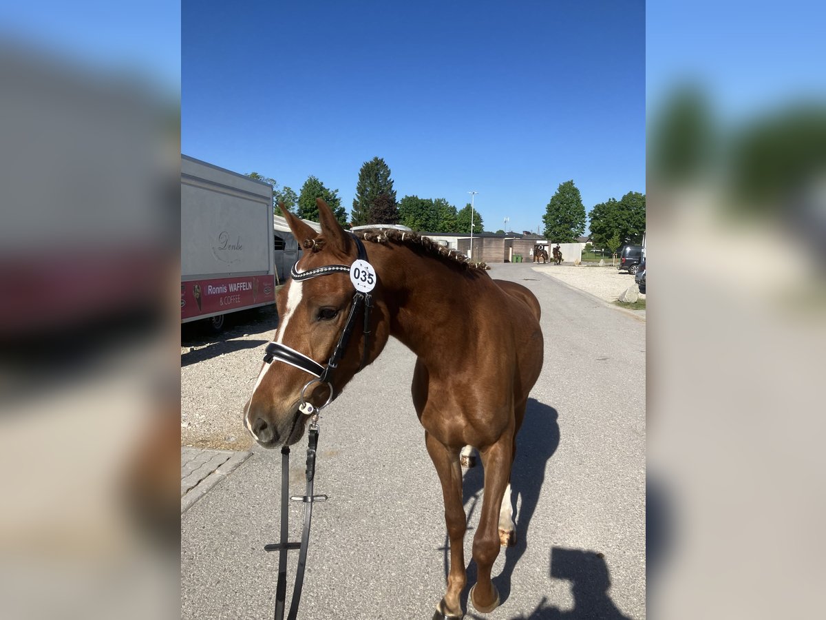 Deutsches Reitpony Stute 3 Jahre 142 cm Fuchs in St.Georgen an der Leys