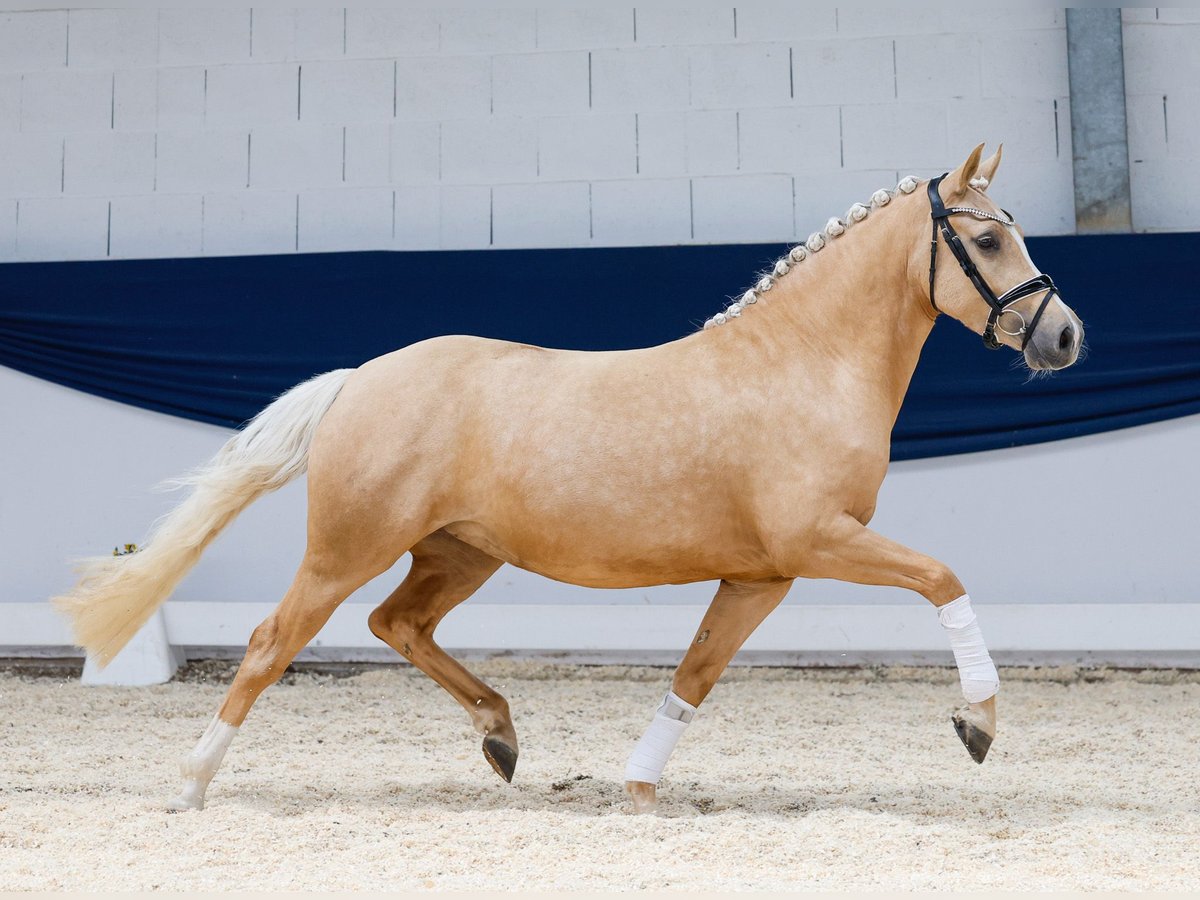 Deutsches Reitpony Stute 3 Jahre 142 cm Palomino in Marsberg