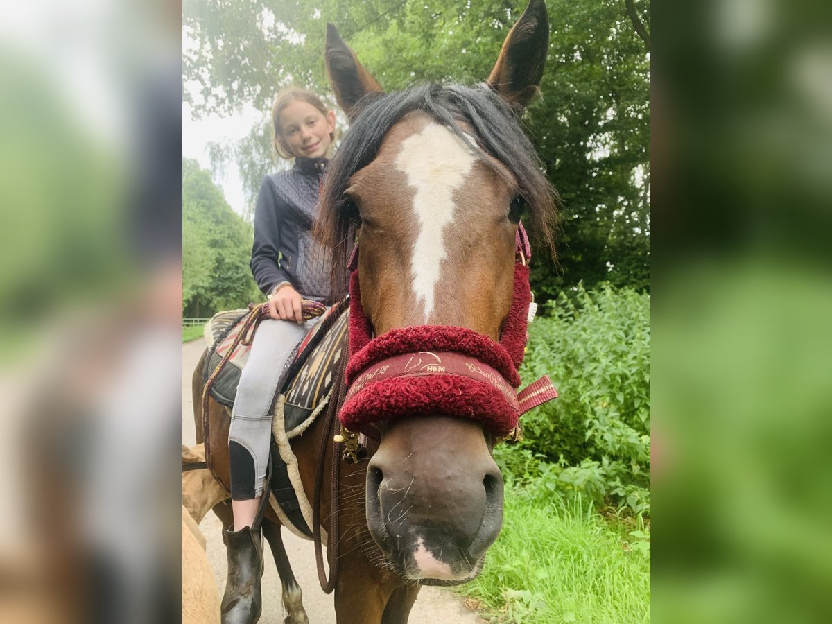 Deutsches Reitpony Mix Stute 3 Jahre 143 cm Brauner in GangeltSelfkant