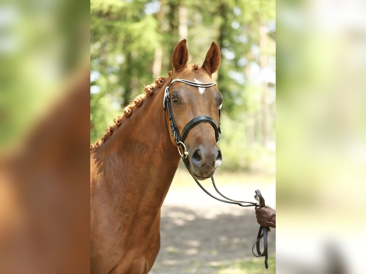 Deutsches Reitpony Stute 3 Jahre 143 cm Dunkelfuchs in H&#xE4;nigsen