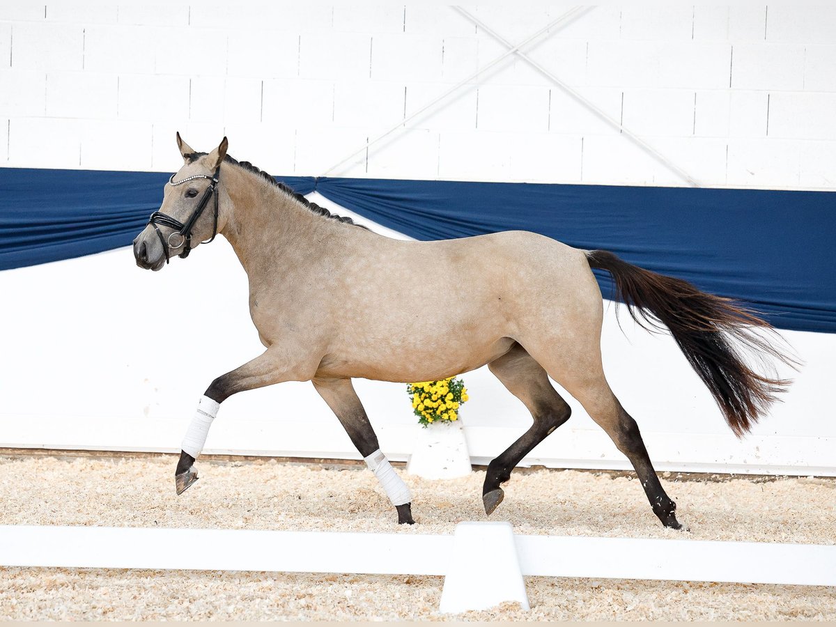 Deutsches Reitpony Stute 3 Jahre 143 cm Falbe in Marsberg