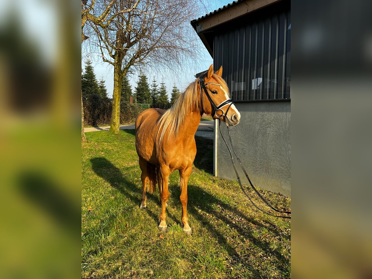 Deutsches Reitpony Stute 3 Jahre 143 cm Red Dun in Burscheid
