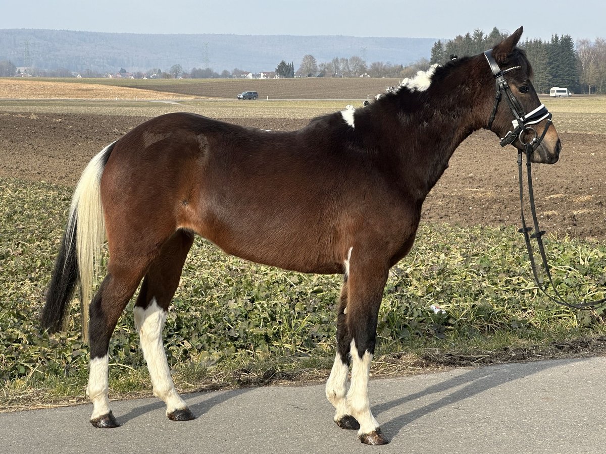 Deutsches Reitpony Mix Stute 3 Jahre 143 cm Schecke in Riedlingen