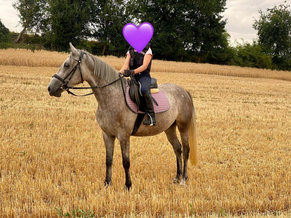 Deutsches Reitpony Mix Stute 3 Jahre 143 cm Schimmel in Deuerling