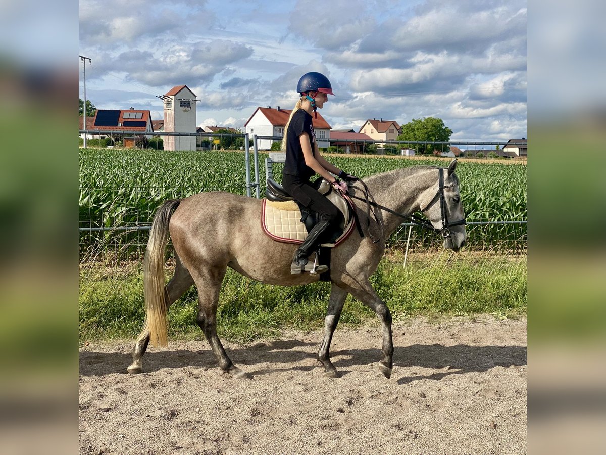 Deutsches Reitpony Mix Stute 3 Jahre 143 cm Schimmel in Deuerling