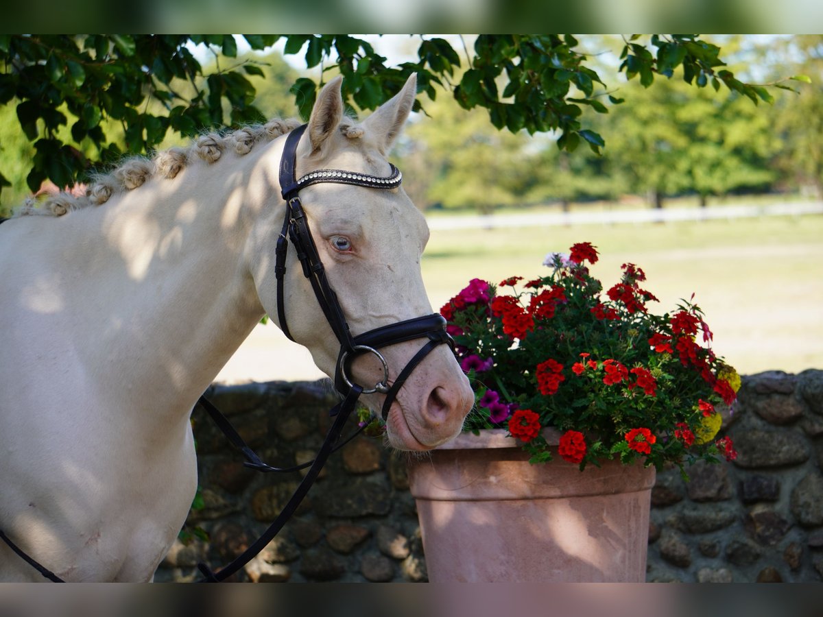 Deutsches Reitpony Stute 3 Jahre 144 cm Cremello in Treuenbrietzen
