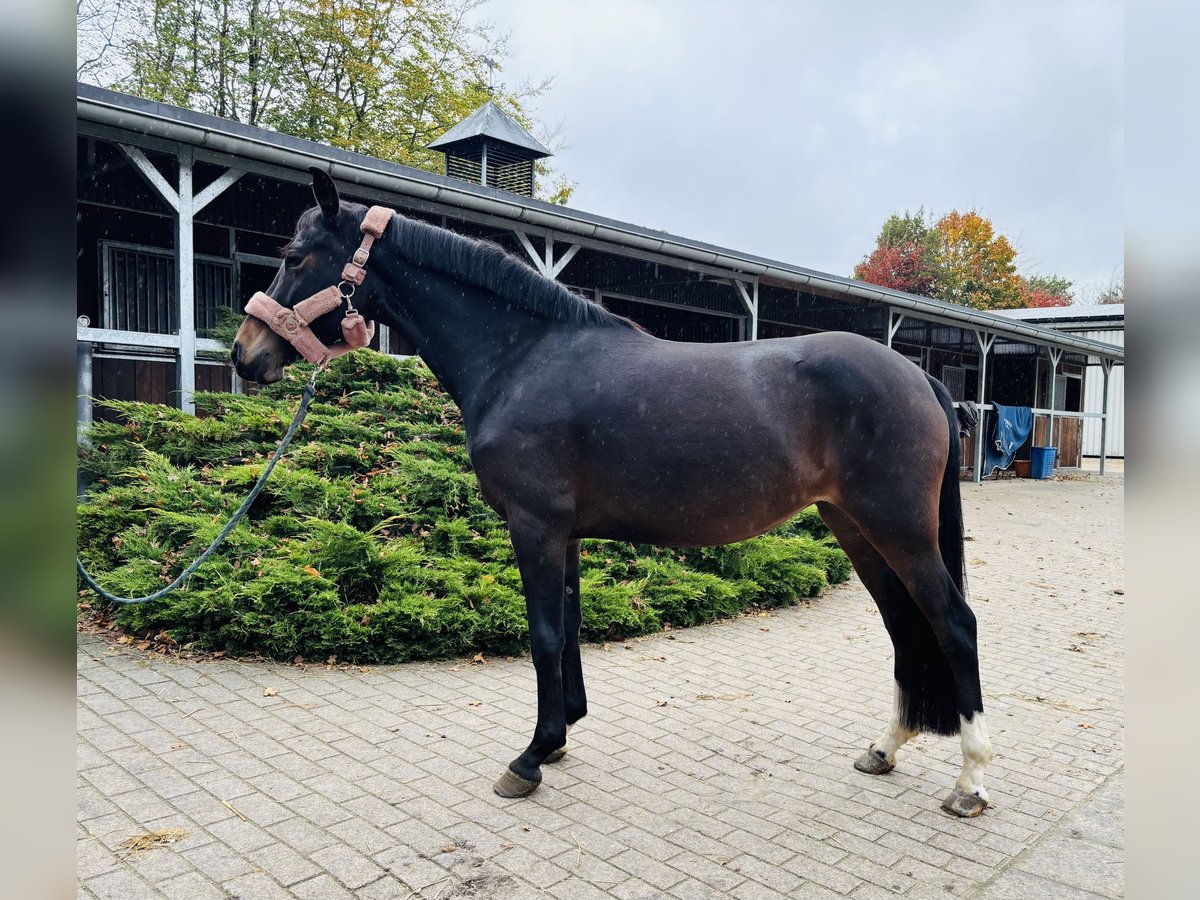 Deutsches Reitpony Stute 3 Jahre 144 cm Dunkelbrauner in HassendorfSottrum