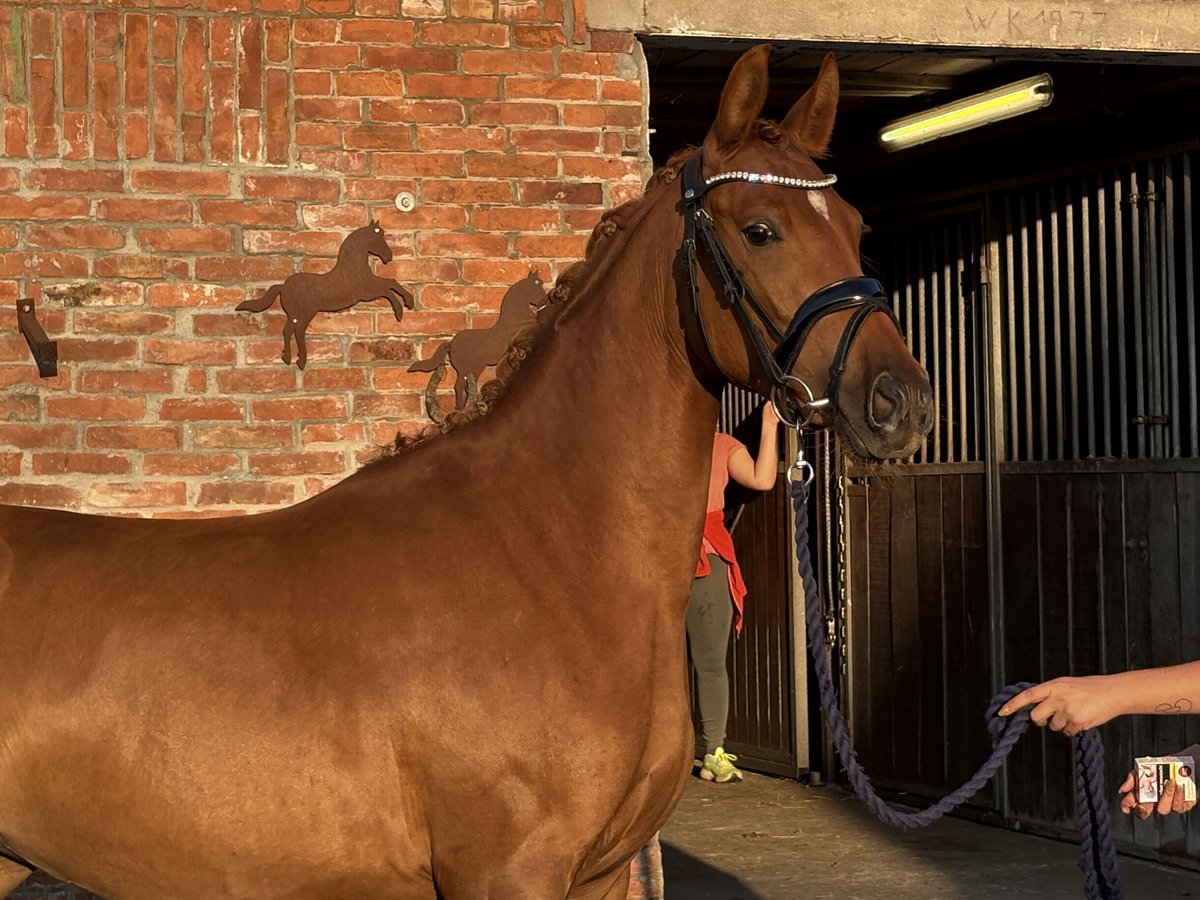 Deutsches Reitpony Stute 3 Jahre 144 cm Dunkelfuchs in Deinste