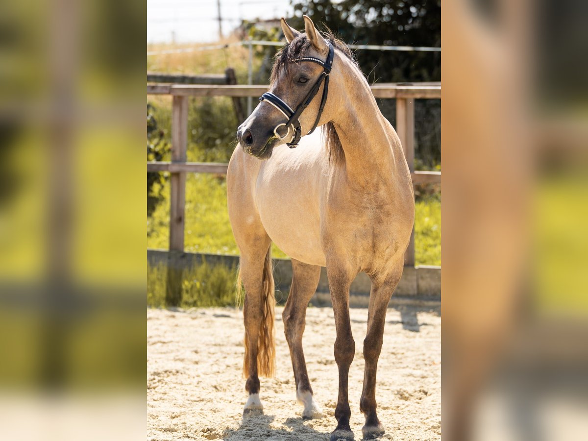 Deutsches Reitpony Stute 3 Jahre 144 cm Falbe in Waldfeucht
