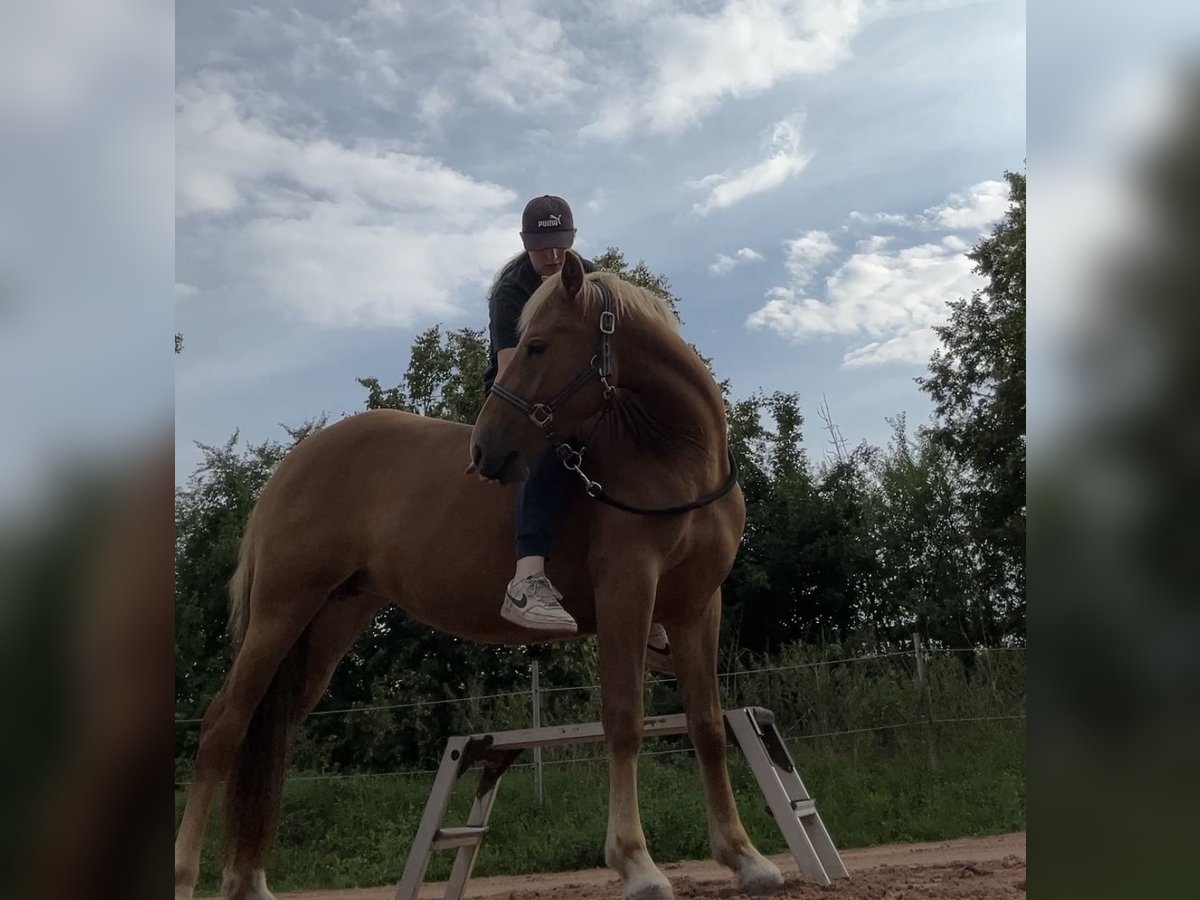 Deutsches Reitpony Mix Stute 3 Jahre 144 cm Fuchs in Burghaun