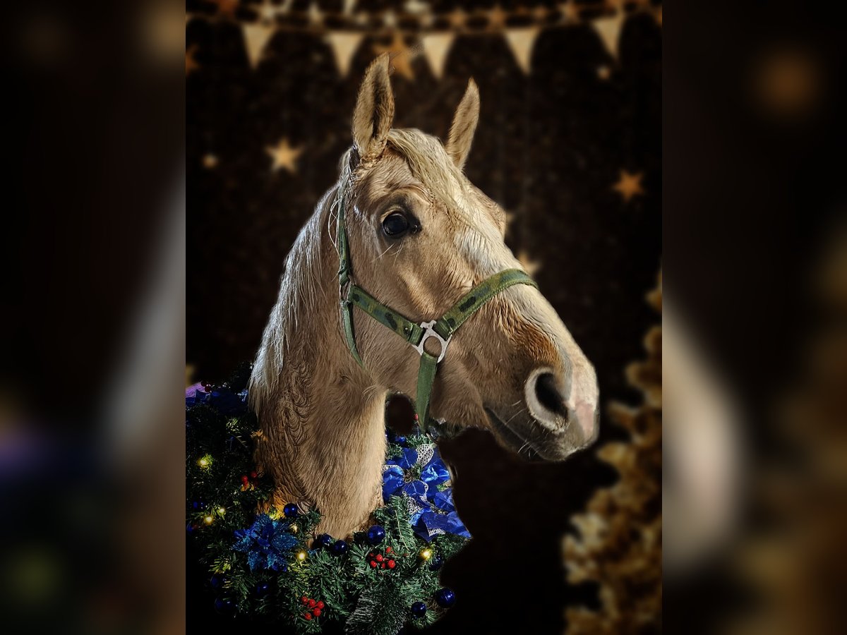 Deutsches Reitpony Stute 3 Jahre 144 cm Palomino in Wittmund