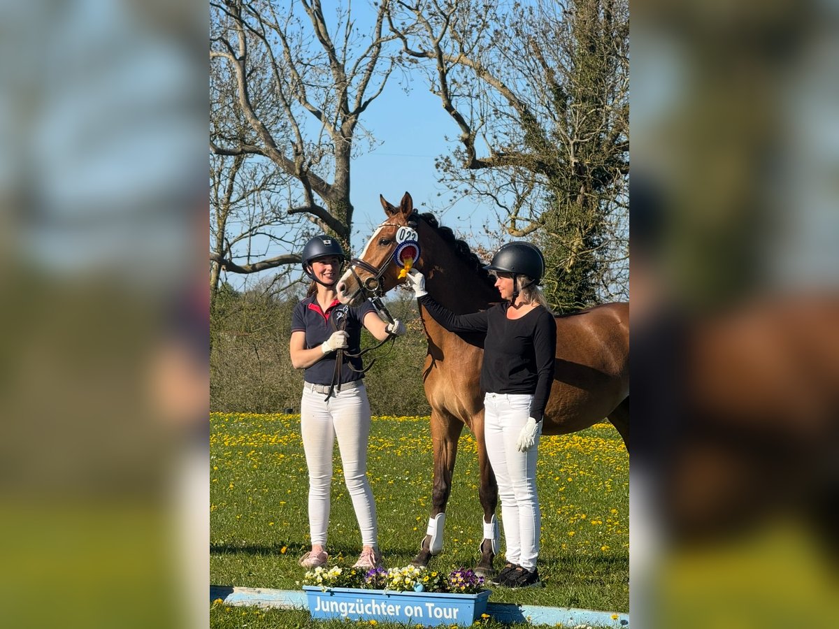 Deutsches Reitpony Stute 3 Jahre 145 cm Brauner in Stakendorf