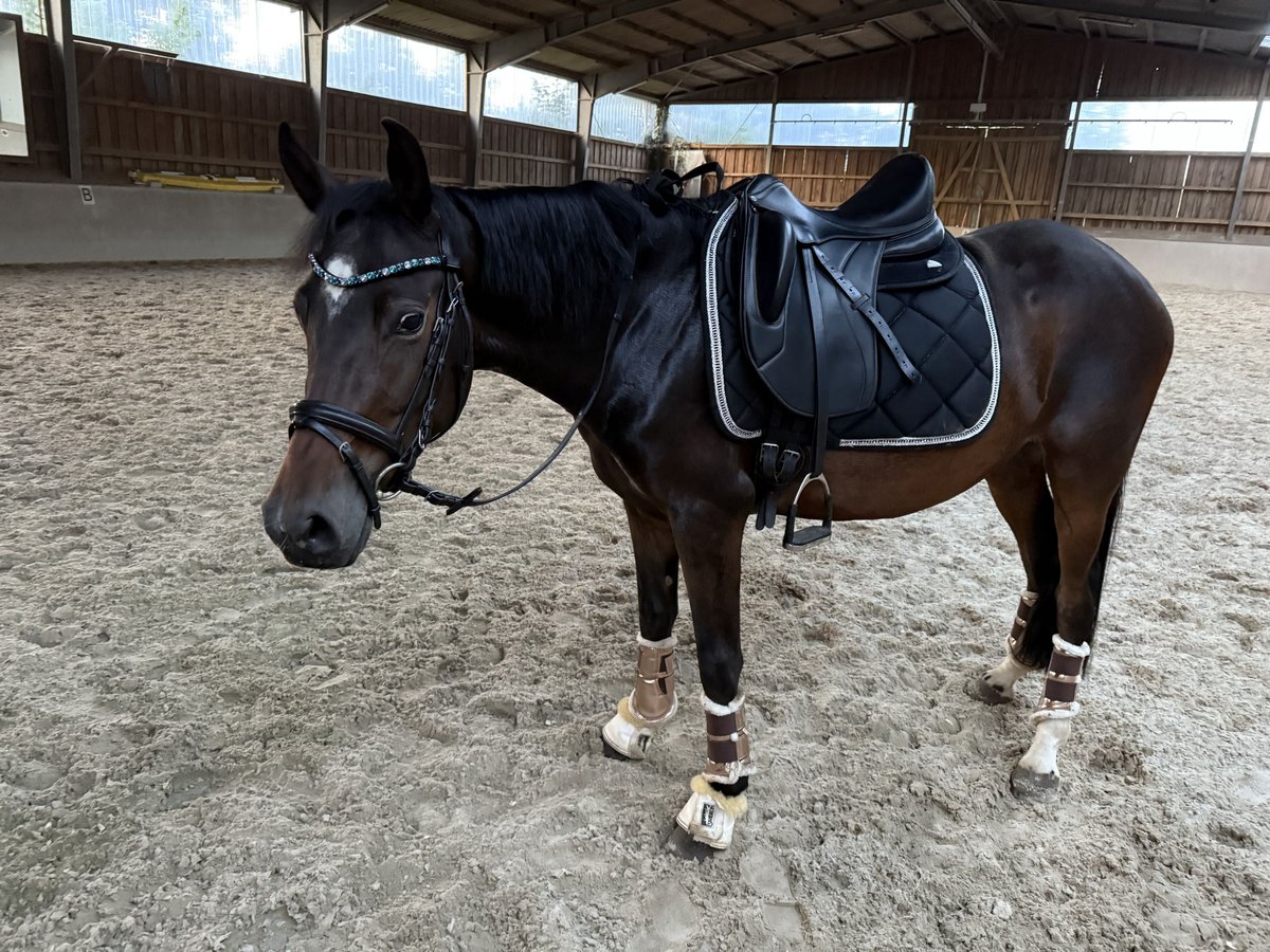 Deutsches Reitpony Stute 3 Jahre 145 cm Dunkelbrauner in Worpswede