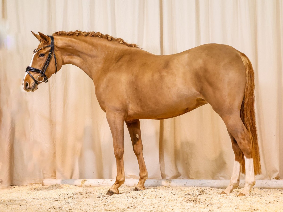 Deutsches Reitpony Stute 3 Jahre 145 Cm Dunkelfuchs In Marsberg