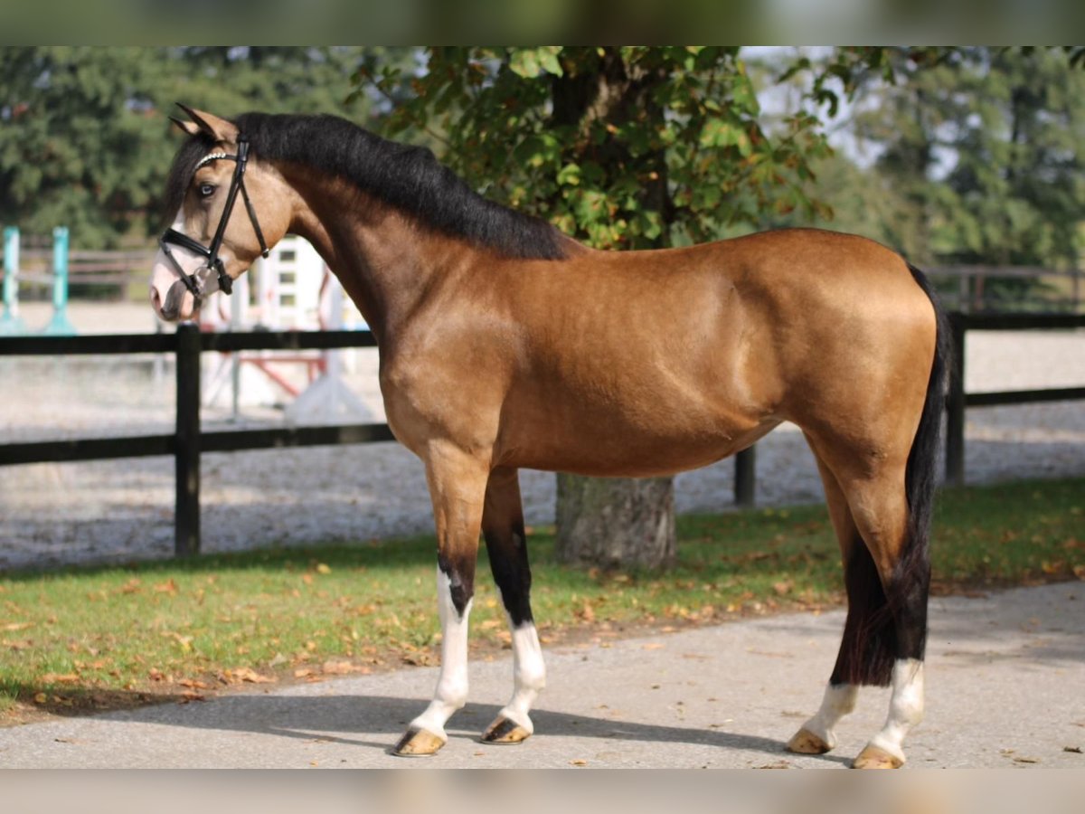 Deutsches Reitpony Stute 3 Jahre 145 cm Falbe in Xanten