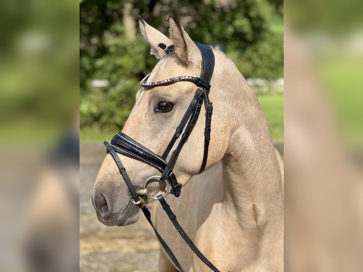 Deutsches Reitpony Stute 3 Jahre 145 cm Falbe in Sundern