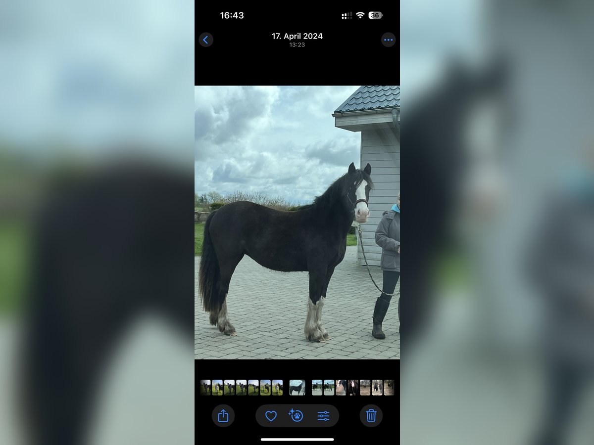 Deutsches Reitpony Stute 3 Jahre 145 cm in JardelundHolt