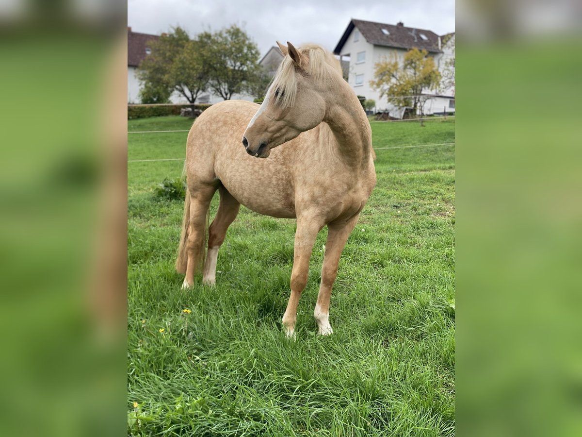 Deutsches Reitpony Stute 3 Jahre 145 cm Palomino in Gladenbach