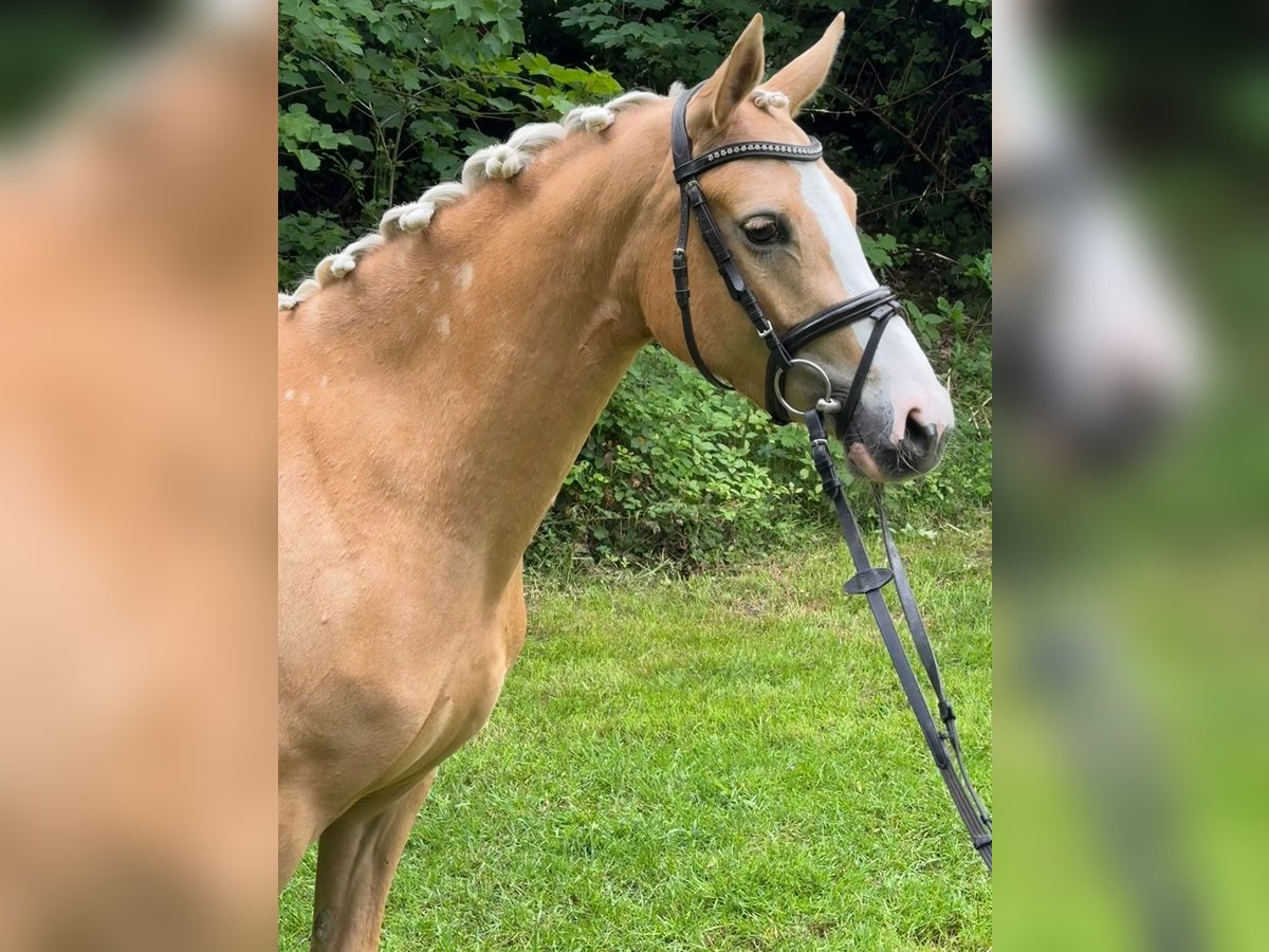 Deutsches Reitpony Stute 3 Jahre 145 cm Palomino in Wetter (Ruhr)