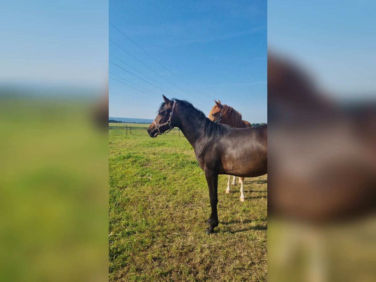 Deutsches Reitpony Stute 3 Jahre 145 cm Schwarzbrauner in Petershagen