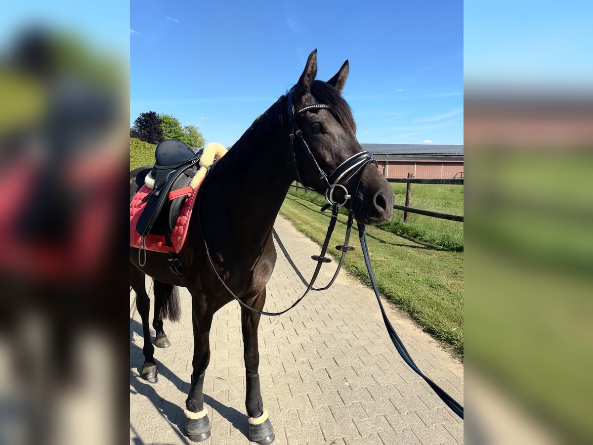 Deutsches Reitpony Stute 3 Jahre 145 cm Schwarzbrauner in Kerken