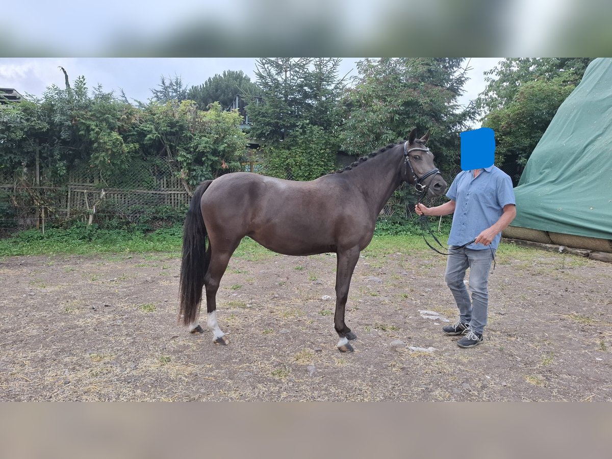 Deutsches Reitpony Stute 3 Jahre 145 cm Schwarzbrauner in BlaufeldenBlaufelden