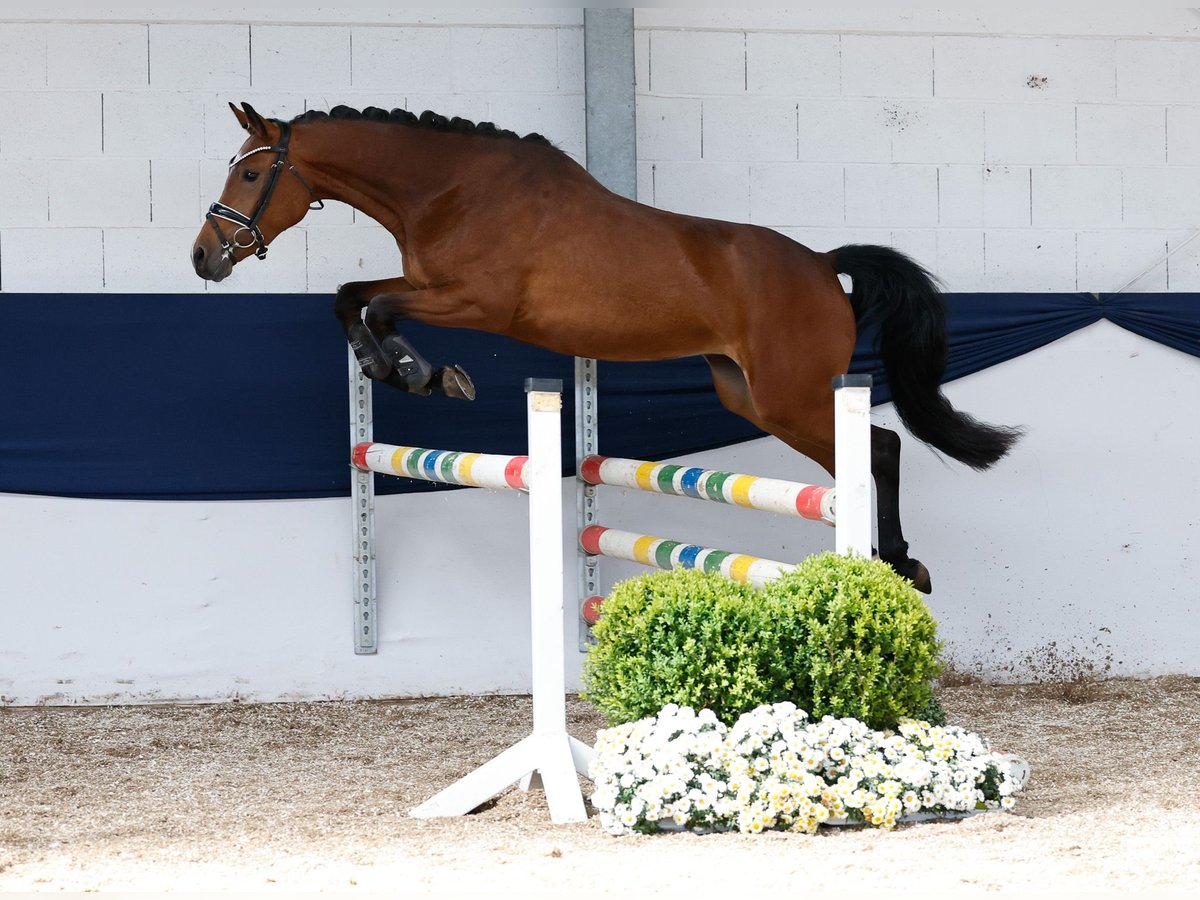Deutsches Reitpony Stute 3 Jahre 146 cm Brauner in Marsberg