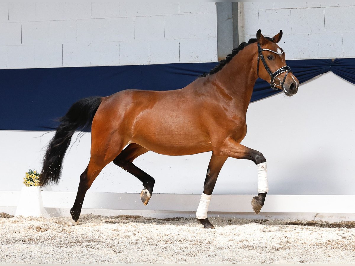 Deutsches Reitpony Stute 3 Jahre 146 cm Brauner in Marsberg