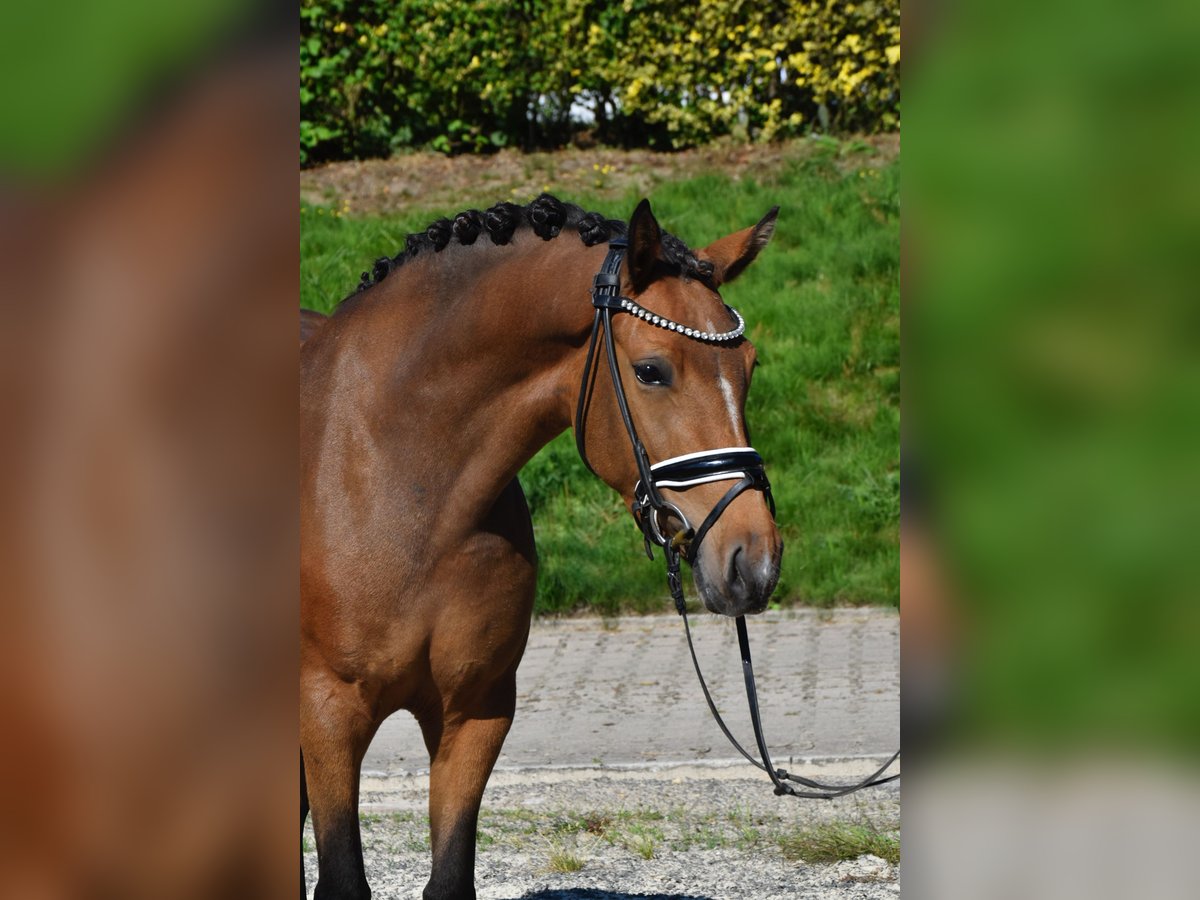 Deutsches Reitpony Stute 3 Jahre 146 cm Buckskin in F&#xFC;rstenau