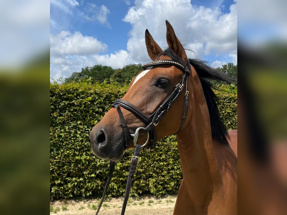 Deutsches Reitpony Stute 3 Jahre 146 cm in M&#xFC;nster