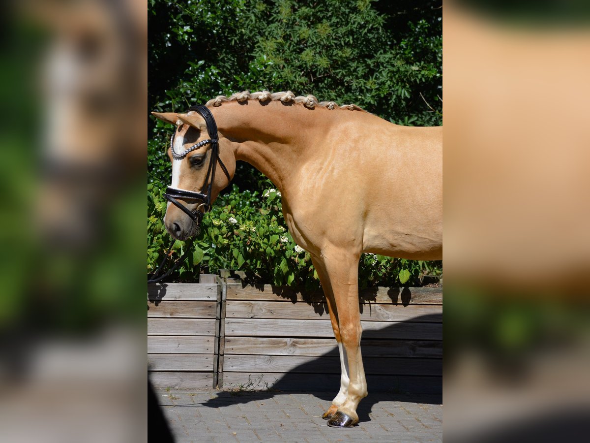 Deutsches Reitpony Stute 3 Jahre 146 cm Dunalino in Stuhr