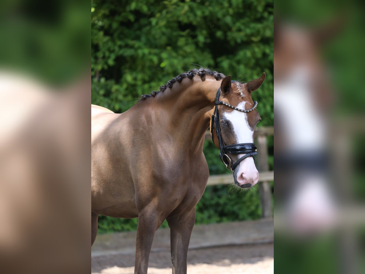 Deutsches Reitpony Stute 3 Jahre 146 cm Dunkelfuchs in HeemskerK