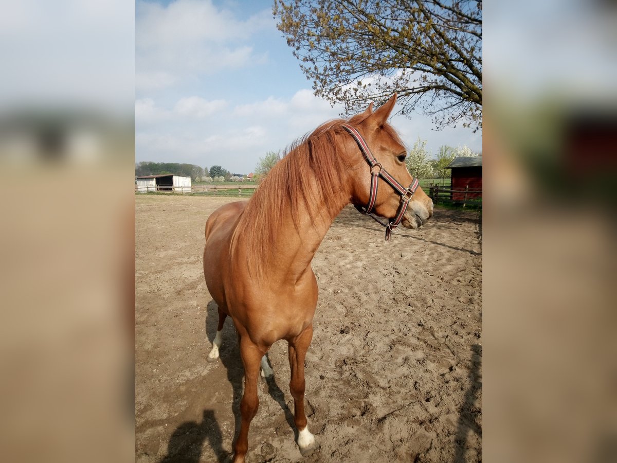 Deutsches Reitpony Stute 3 Jahre 146 cm Fuchs in Hamm