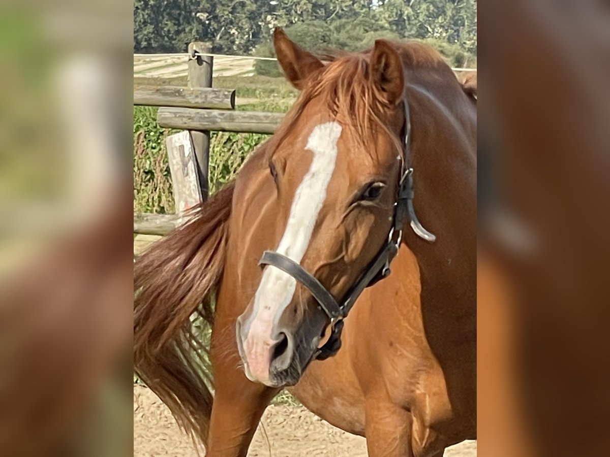 Deutsches Reitpony Stute 3 Jahre 146 cm Fuchs in Münstermaifeld