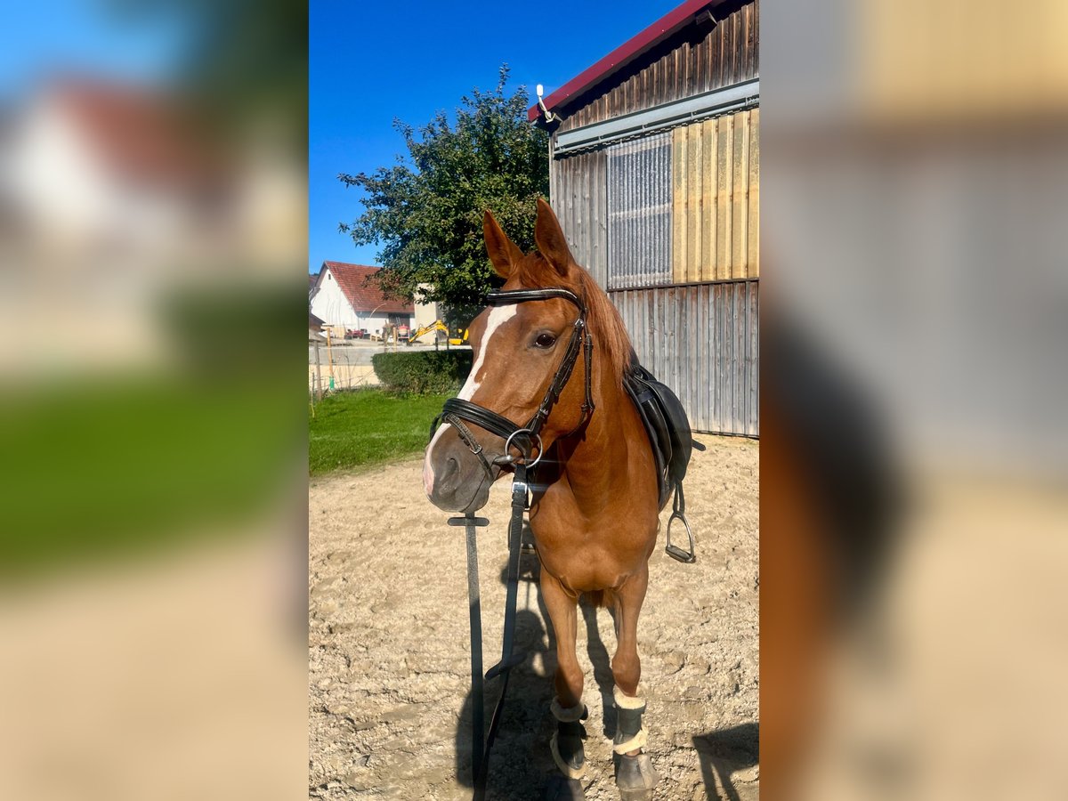 Deutsches Reitpony Stute 3 Jahre 146 cm Fuchs in Niederstotzingen