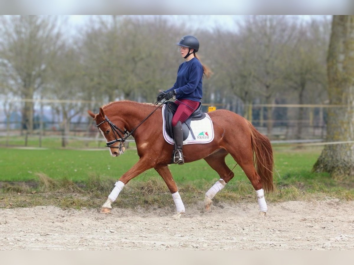 Deutsches Reitpony Stute 3 Jahre 146 cm Fuchs in Raalte