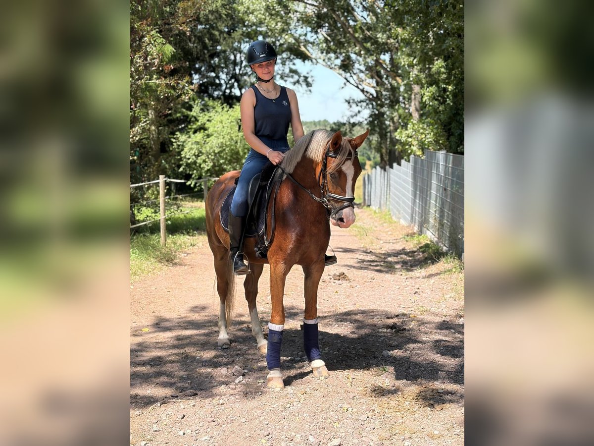 Deutsches Reitpony, Stute in Ilmenau