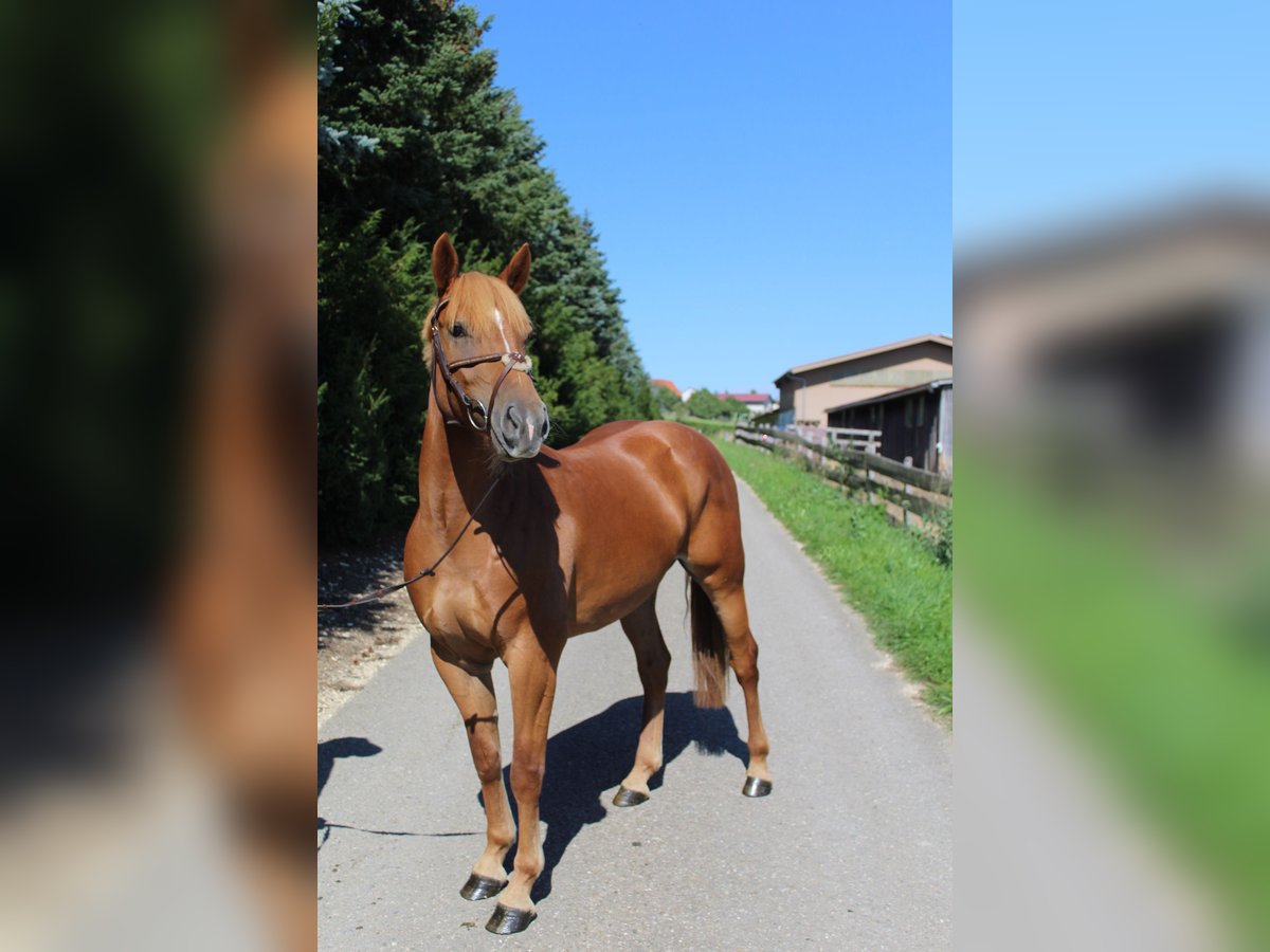 Deutsches Reitpony Stute 3 Jahre 146 cm Fuchs in Wallerstein