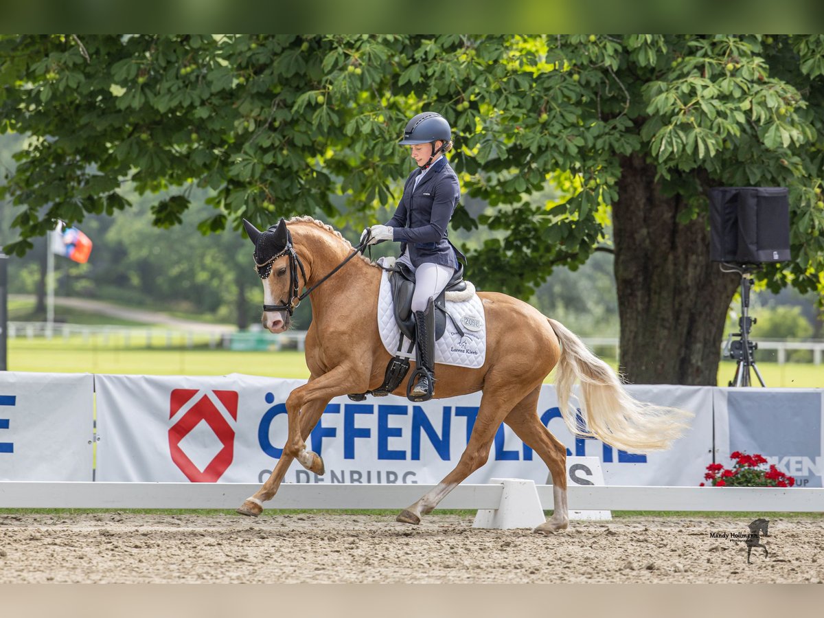 Deutsches Reitpony Stute 3 Jahre 146 cm Palomino in Grosskneten