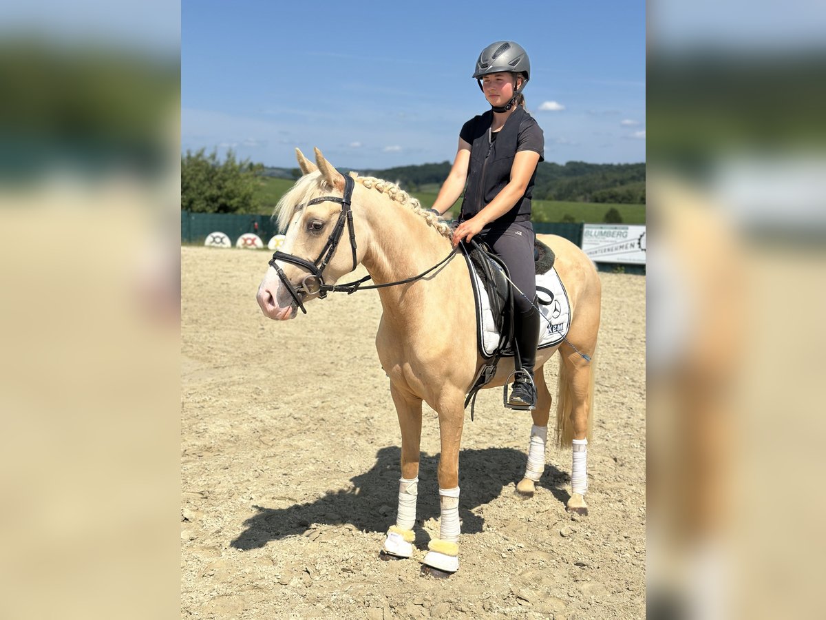 Deutsches Reitpony Stute 3 Jahre 146 cm Palomino in Lindlar