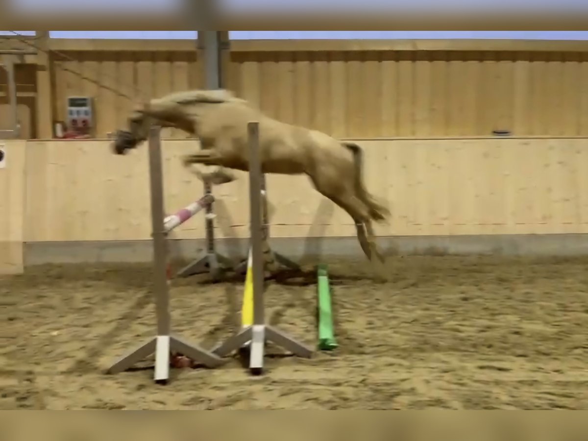 Deutsches Reitpony Stute 3 Jahre 146 cm Palomino in Hofstetten