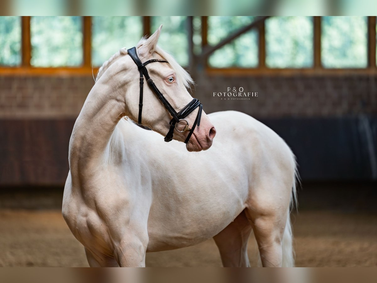 Deutsches Reitpony Stute 3 Jahre 146 cm Perlino in Sendenhorst