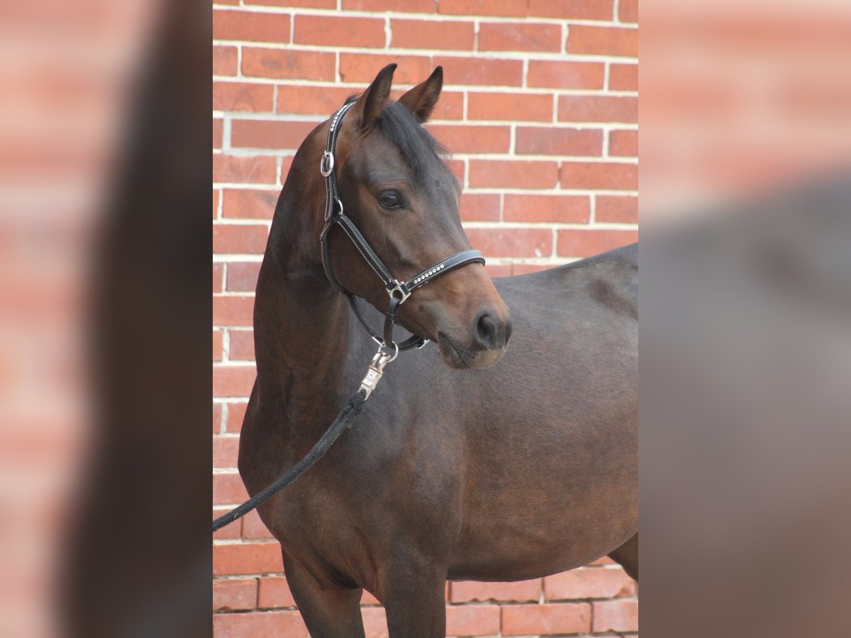 Deutsches Reitpony Stute 3 Jahre 146 cm Schwarzbrauner in Petershagen Deutsches Reitpony Stute 3 Jahre 146 cm Schwarzbrauner in Petershagen