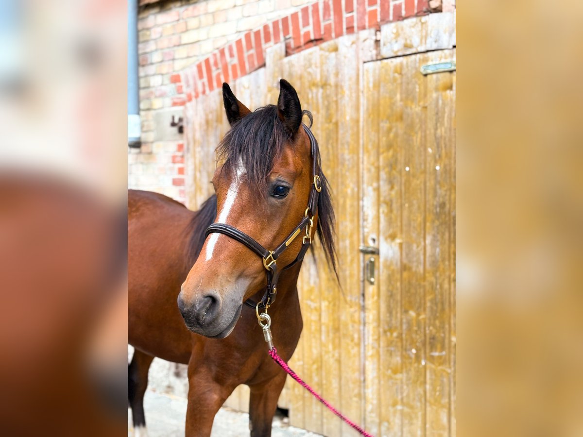 Deutsches Reitpony Stute 3 Jahre 147 cm Brauner in Opfenbach