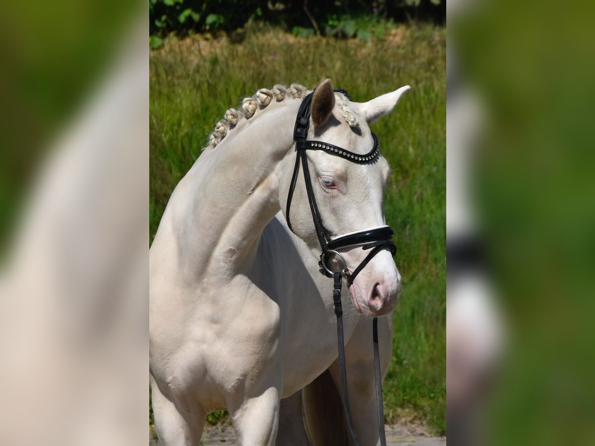 Deutsches Reitpony Stute 3 Jahre 147 cm Cremello in Fürstenau