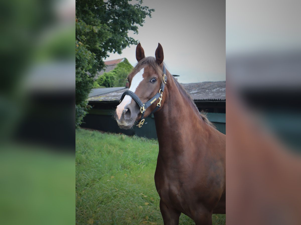 Deutsches Reitpony Stute 3 Jahre 147 cm Dunkelfuchs in Varel